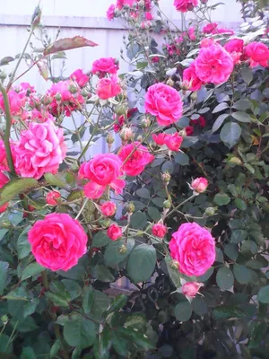 Катерлива роза Римоза саксия 5л височина 180-200см - eMAG.bg