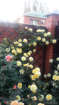 Новости питомника: Большая поставка низкорослых и плетистых роз