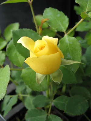 Роза плетистая Индиголетта (фиолетовый) 6л bn - Розы плетистые - Садовые  розы - Растения - Каталог - Белыйналив.рф