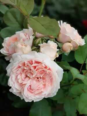 Новости питомника: Большая поставка низкорослых и плетистых роз