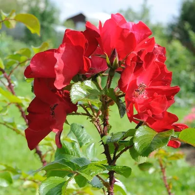 РОР / САЖЕНЦЫ ПИТОМНИКА / РОЗЫ / Неукрывные сорта роз / ROBUSTA (Робуста)