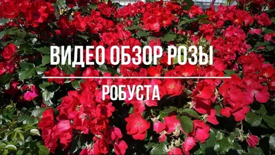 Роза Пинк Робуста. (Pink Robusta) Ругоза купить в интернет-магазине ЦВІТСАД  с доставкой по Украине