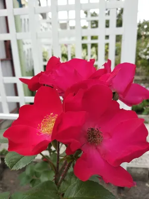 Саженец Роза Пинк Робуста (Rosa Pink Robusta) купить в Москве по низкой  цене из питомника, доставка почтой по всей России | Интернет-магазин  Подворье