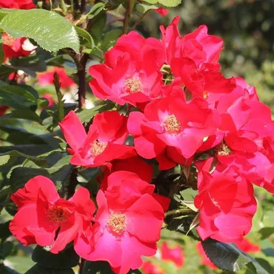 File:Rosa Robusta 2.jpg - Wikipedia