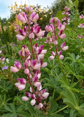 Lupinus succulentus 'Rodeo Rose' \"Arroyo Lupine\" - Buy Online at Annie's  Annuals