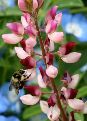 Lupinus succulentus 'Rodeo Rose' \"Arroyo Lupine\" - Buy Online at Annie's  Annuals