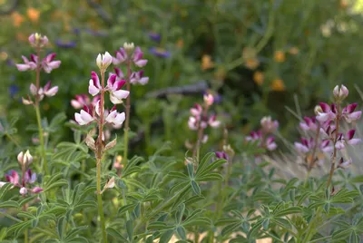 Rodeo Rose Lupine (Lupinus succulentus 'Rodeo Rose') | Flickr