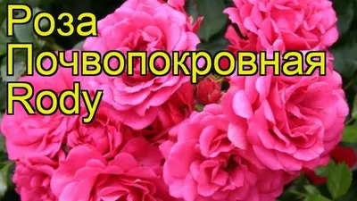 Почвопокровные розы | саженцы лучших сортов для Украины