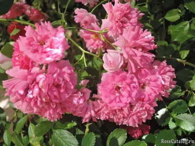 Bouganvillea, greco fiore rosa, l' Isola di Rodi, Ialyssos Rhodes, East  Coast, Grecia Foto stock - Alamy