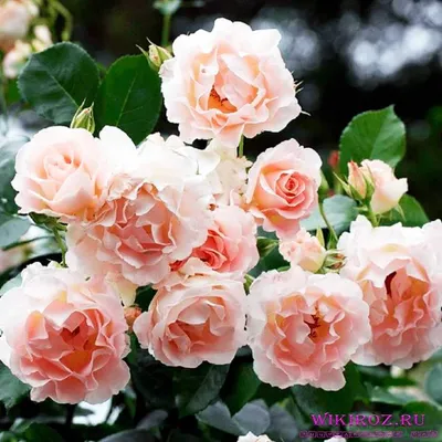 Rose Lovely Rokoko | Buy online | Rosen Tantau