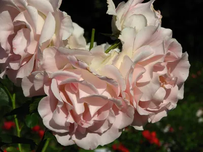 File:Rosa 'Rokoko' 02.jpg - Wikimedia Commons