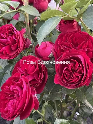 Lovely Rokoko /Лавли рококо – Плодопитомник Древо Жизни