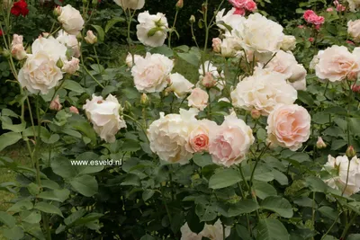 Rokoko ' Rose Photo | Rose, Rose photos, Cottage garden