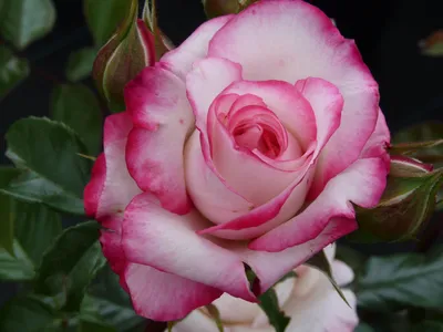 Роза россини (75 фото) »