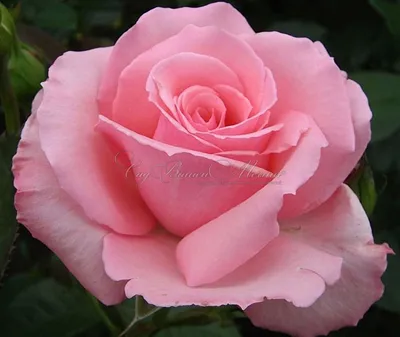 Роза россини (75 фото) »