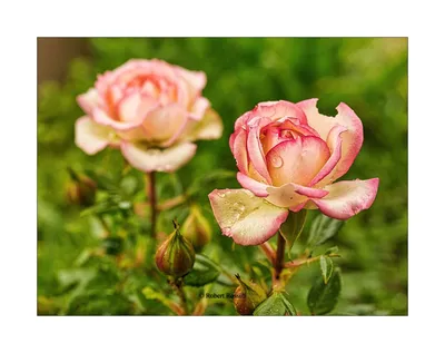 roses | OLYMPUS DIGITAL CAMERA | Robert Rossini | Flickr