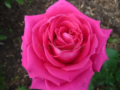 Роза Rossini (Россини) – купить саженцы роз в питомнике в Москве