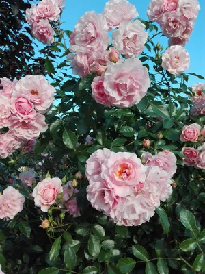 Роза \"Розарио\" (Rose Rosario) - Розы плетистые - Розы - Каталог - Eko-sad.ru