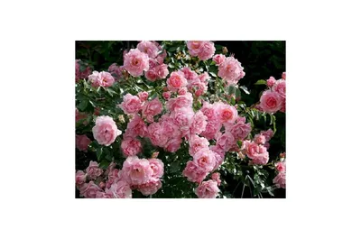 Пора цветения роз в моём саду. Фотогалерея -2 . | МОЙ САД У ДОМА | Дзен
