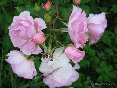 Розы в саду. Цветение в июне. (продолжение -1) | МОЙ САД У ДОМА | Дзен