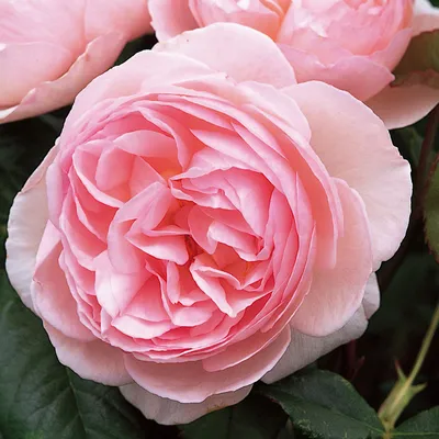 Роза Morden Centennial (Морден Сентенниал) – купить саженцы роз в питомнике  в Москве