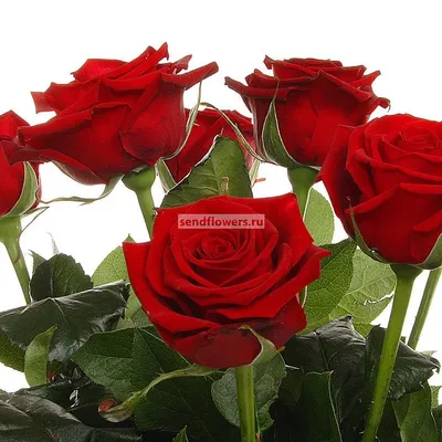 Букет 51 роза | Купить в Апатитах — Розарио.Цветы