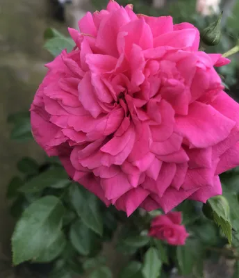 Розы из Леруа Мерлен, ожидание и реальность | Пикабу