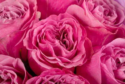 Купить саженцы розы шрабы в Минске в интернет-магазине с доставкой почтой |  cvetbel.by