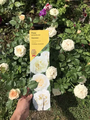 Букет из пионовидной розы \"Розарио\" - купить розы в Екатеринбурге