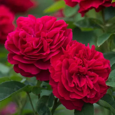 Поштучно «Розарио» из роз любого цвета и сорта в Ватутинках