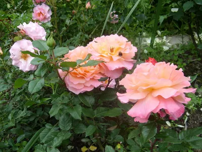 Купить саженцы розы шрабы в Минске в интернет-магазине с доставкой почтой |  cvetbel.by