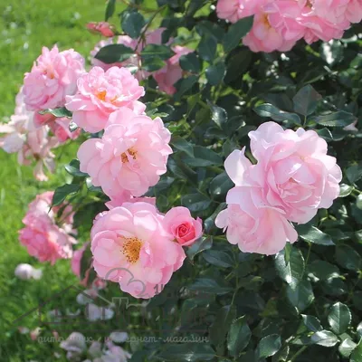 Роза \"Rosario\" купить в питомнике растений с доставкой по Волгограду и  Волгоградской области, саженцы, выращивание, посадка и уход
