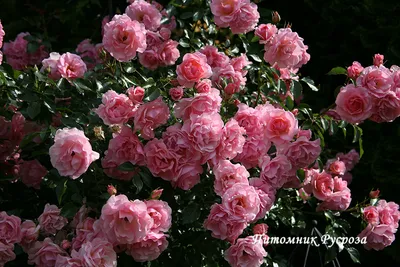 Букет 51 роза розовая | Купите в Мурманске — Розарио.Цветы