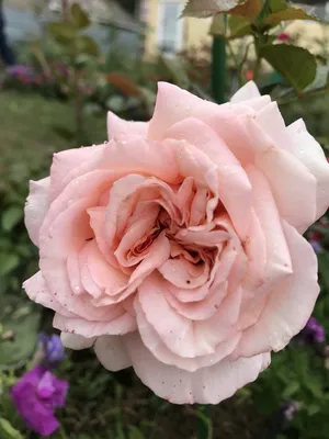 Роза Morden Centennial (Морден Сентенниал) – купить саженцы роз в питомнике  в Москве