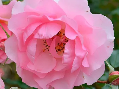 красная роза, тату с розой Розарио Делле Роуз, тату с розой, flower  Arranging, цветок, обои для рабочего стола png | PNGWing