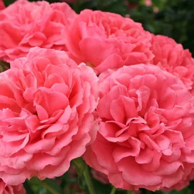 Шикарный букет Разноцветных Роз | Купите в Мурманске — Розарио.Цветы