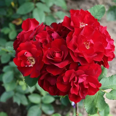 Роза плетистая зефирин друэн (38 фото) - 38 фото