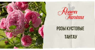 Роза Rosarium Uetersen - CL138