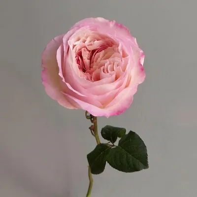 Букет из Розовых Роз (25 роз), Цветы и подарки в Санкт-Петербурге, купить  по цене 8100 RUB, Авторские букеты в Розарио. Цветы с доставкой | Flowwow