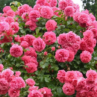 Букет 101 роза | Купить в Апатитах — Розарио.Цветы