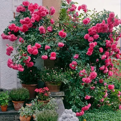 Розовые розы: значение и популярные сорта | Во Имя Розы