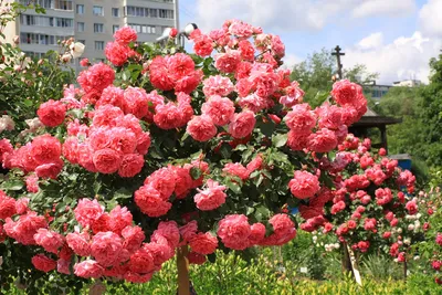 Роза Розариум Ютерсен Rosa (K) Rosarium Uetersen Шт в Ленинградской области  и СПб.