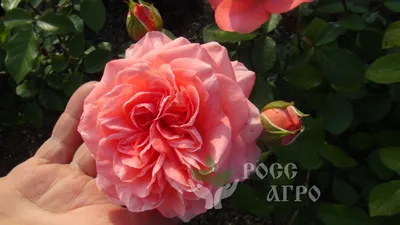 Роза плетистая Розариум Ютерсен (Rosarium Uetersen) купить саженцы почтой  из питомника «АГРОФОНД»