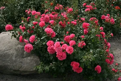 Роза плетистая `Розариум Ютерзен`, Rosa (Cl) `Rosarium Uetersen` | СадПарад