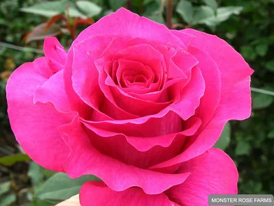 Розбери (Roseberry) - Зеленый сад