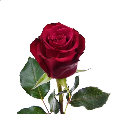 Розбери | каталог розы Эквадор/Колумбия