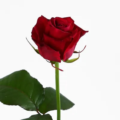 Роза Розбери - заказать и купить цветы с доставкой | Donpion