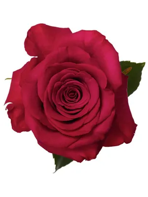 Роза чайно-гибридная Розбери (Roseberry) купить в Украине с доставкой |  Цена в Svitroslyn.ua