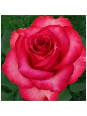 Саженцы цветов Роза чайно-гибридная Розбери 3 штуки Семена Алтая 21345481  купить в интернет-магазине Wildberries