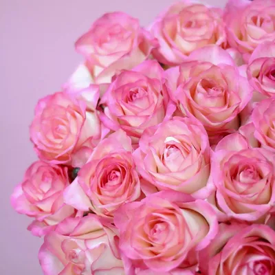 Купить Букет из розы Джумилия с доставкой Розбери